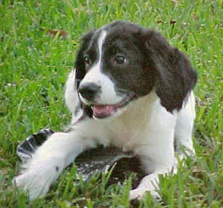 english springer spaniel puppies animal pets dog wallpaper dogs