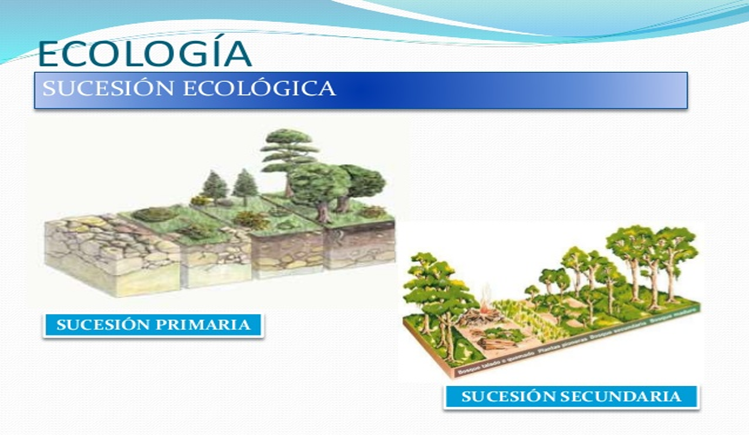 Sucesiones. En una sucesión primaria las especies cambian desde el origen del ecosistema hasta el equilibrio; en una sucesión secundaria un ecosistema en equilibrio es alterado y posteriormente las especies cambian hasta el equilibrio.