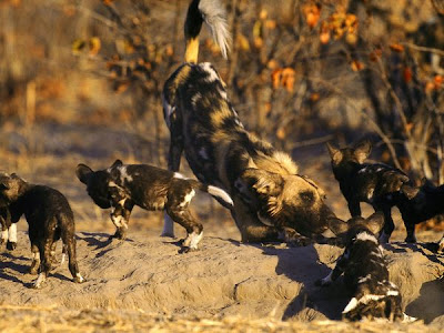 African Wild Dogs Gallery Pics