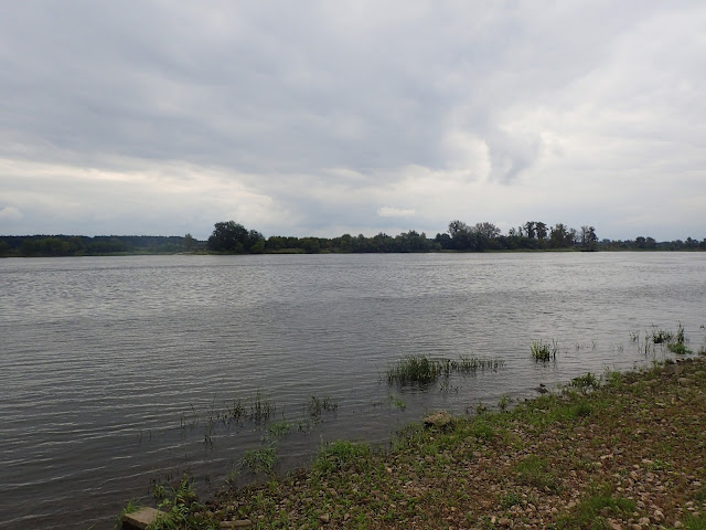 Wisła w dolnym biegu (okolice Torunia)