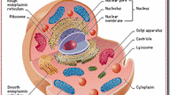 Plant And Animal Cell Vacuole Differences - 5 Major Differences Between Animal Cell And Plant Cell Youtube / Plant and animal cell vacuole differences.