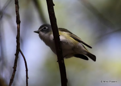 Blue-headed Vireo