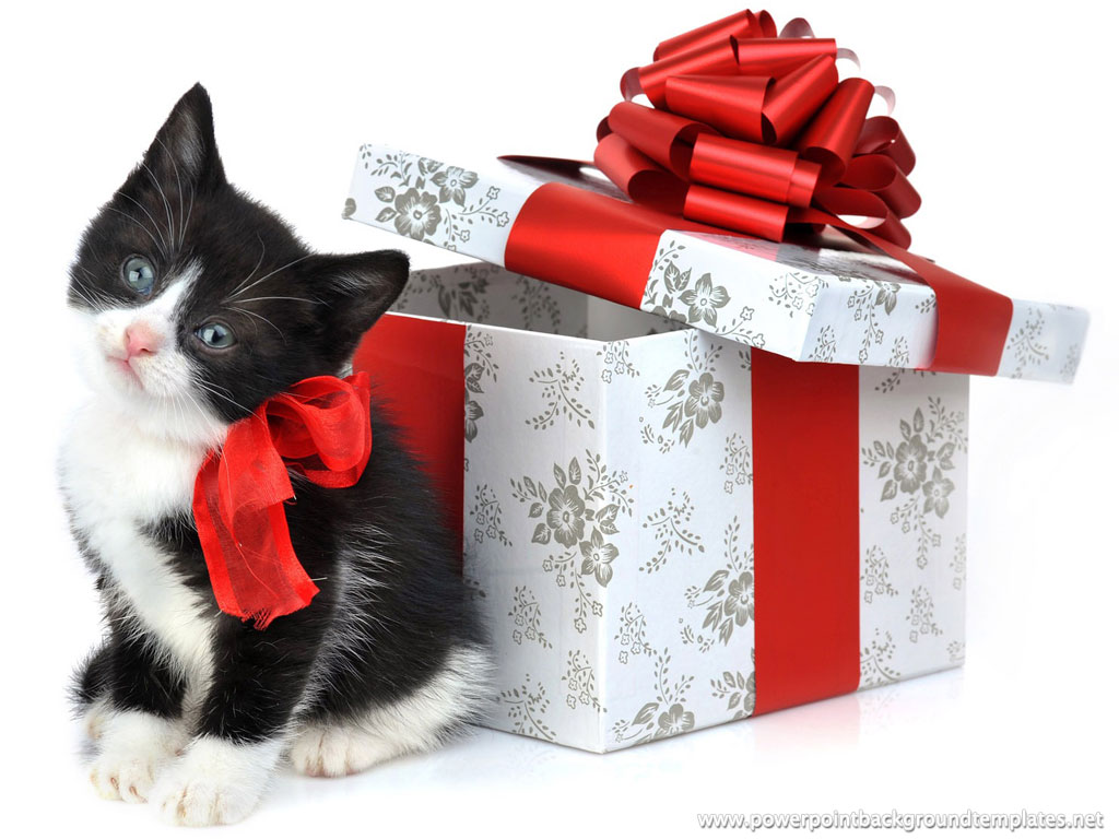 Christmas Gift Cat