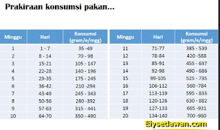 tabel konsumsi pakan ayam kub