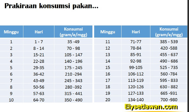 konsumsi pakan ayam kub yang baik