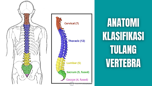 Anatomi Klasifikasi Tulang Vertebra Manusia Kolom vertebral atau vertebral column adalah serangkaian sekitar 33 tulang yang disebut vertebra, yang dipisahkan oleh cakram intervertebralis atau intervertebral discs.  Kolom atau column dapat dibagi menjadi lima wilayah yang berbeda, dengan masing-masing wilayah dicirikan oleh struktur tulang belakang yang berbeda. Namun diartikel ini akan dibahas mengenai klasifikasi vertebra saja dan bisa dilihat dengan sebagai berikut.  Kalsifikasi Vertebra Vertebra pada manusia terbagi menjadi lima bagian, yang diantaranya adalah sebagai berikut ini.  Vertebra Cervical Ada tujuh vertebra cervical di tubuh manusia. Mereka memiliki tiga ciri pembeda utama:  Proses Spinosus Bifid Proses spinosus bercabang dua di ujung distalnya. Pengecualian untuk ini adalah C1 (tidak ada proses spinosus) dan C7 (proses spinosus lebih panjang daripada C2-C6 dan mungkin tidak bercabang dua). Foramina Transversal Lubang di setiap proses transversal, yang melaluinya arteri vertebralis menuju ke otak. Foramen Vertebral Segitiga atau Triangular   Dua vertebra serviks yang unik. C1 dan C2 (masing-masing disebut atlas dan sumbu), dikhususkan untuk memungkinkan pergerakan kepala.  Vertebra Thoraks atau Thoracic Dua belas vertebra toraks berukuran sedang, dan ukurannya bertambah dari superior ke inferior. Fungsi khusus mereka adalah untuk mengartikulasikan dengan tulang rusuk, menghasilkan tulang dada.  Setiap vertebra toraks memiliki dua 'setengah atau demi facet', ditempatkan secara superior dan inferior di kedua sisi tubuh vertebralnya. Sisi demi mengartikulasikan dengan kepala dua tulang rusuk yang berbeda.  Pada proses melintang atau trensverse processes vertebra toraks, ada sisi kosta untuk artikulasi dengan batang tulang rusuk tunggal. Misalnya, kepala tulang rusuk 2 berartikulasi dengan setengah bagian bawah dari vertebra toraks 1 (T1) dan bagian setengah bagian atas dari T2, sedangkan batang tulang rusuk 2 berartikulasi dengan bagian tulang rusuk dari T2.  Proses spinosus vertebra toraks berorientasi miring ke inferior dan posterior. Berbeda dengan vertebra serviks, foramen vertebra vertebra toraks berbentuk lingkaran.  Vertebra lumbal Ada lima vertebra lumbar pada kebanyakan manusia, yang merupakan yang terbesar di kolom vertebral. Mereka secara struktural khusus untuk menopang berat badan.  Vertebra lumbalis memiliki badan vertebra yang sangat besar, yang berbentuk ginjal. Mereka tidak memiliki fitur karakteristik vertebra lain, tanpa foramen transversal, aspek kosta, atau proses spinosus bifida.  Namun, seperti vertebra serviks, mereka memiliki foramen vertebra berbentuk segitiga atau triangular. Prosesus spinosusnya lebih pendek daripada vertebra torakalis dan tidak memanjang ke bawah di bawah level corpus vertebra.  Ukuran dan orientasinya memungkinkan akses jarum ke kanal tulang belakang dan sumsum tulang belakang (yang tidak mungkin dilakukan di antara vertebra toraks). Contohnya termasuk pemberian anestesi epidural dan tusukan lumbal.  Sakrum dan Tulang Ekor atau Coccyx Sakrum adalah kumpulan dari lima tulang belakang yang menyatu. Ini digambarkan sebagai segitiga terbalik, dengan puncaknya mengarah ke inferior. Di dinding lateral sakrum adalah sisi untuk artikulasi dengan panggul di sendi sakroiliaka.  Tulang ekor atau Coccyx adalah tulang kecil yang berartikulasi dengan puncak sakrum. Hal ini diakui oleh kurangnya lengkungan vertebral. Karena kurangnya lengkungan tulang belakang, tidak ada kanal tulang belakang.  Pemisahan S1 dari sakrum disebut "lumbarisasi", sedangkan fusi L5 ke sakrum disebut "sakralisasi". Kondisi tersebut merupakan kelainan bawaan atau congenital abnormalities.    Nah itu dia bahasa dari anatomi klasifikasi tulang vertebra manusia. Melalui bahasan diatas bisa diketahui mengenai anatomi dari klasifikasi tulang vertebra pada manusia. Mungkin hanya itu yang bisa disampaikan di dalam artikel ini, mohon maaf bila terjadi kesalahan di dalam penulisan, dan terimakasih telah membaca artikel ini."God Bless and Protect Us"  Referensi : teachmeanatomy.info