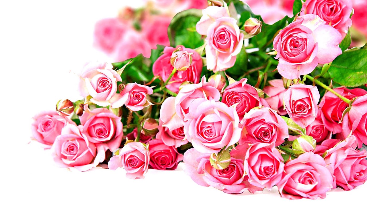 Rose - Pink Rose Flower