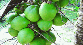 Manfaat Buah Kelapa