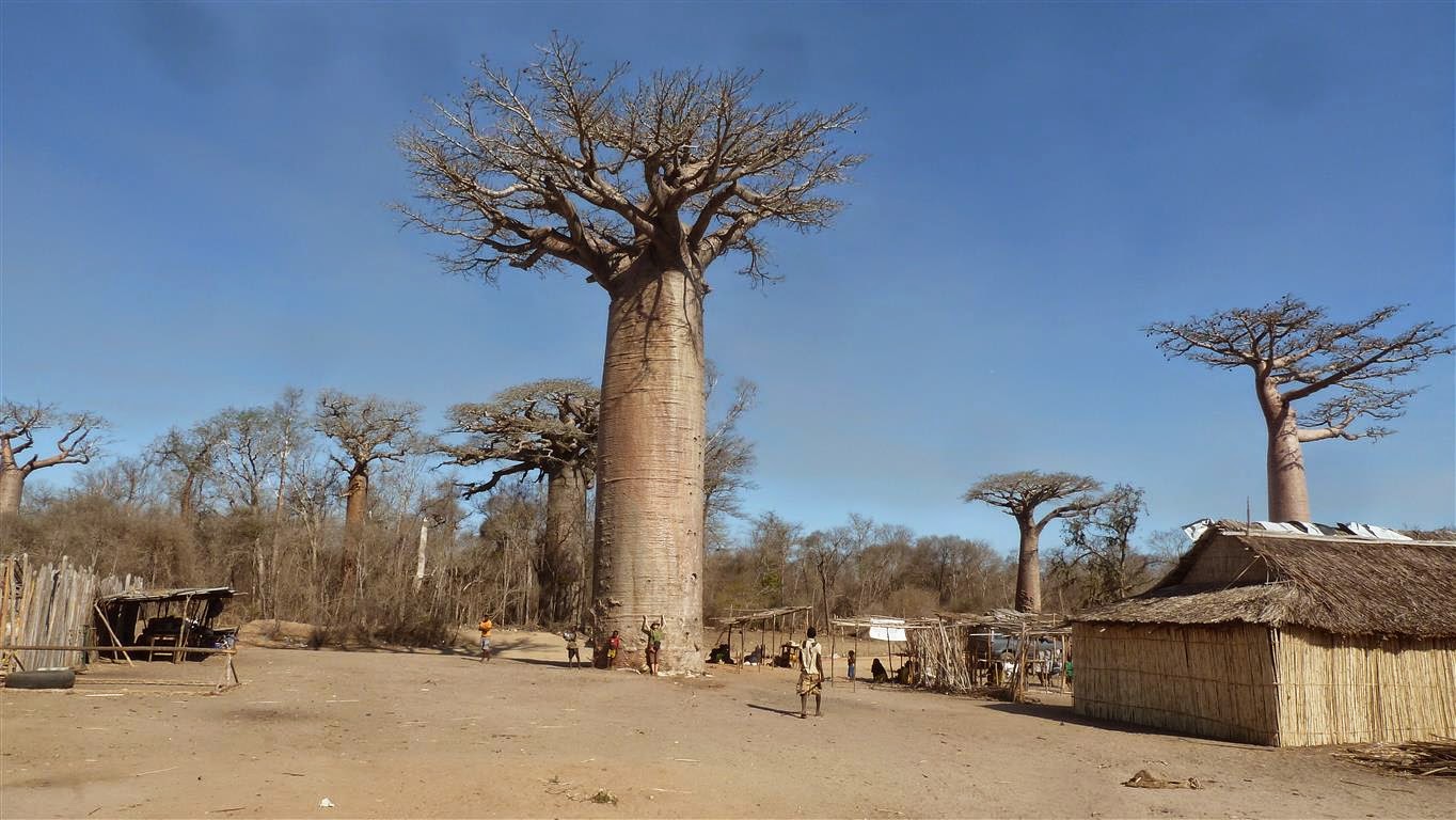 Deux Indiens dans l Oc an Mada 5 l all e des baobabs  