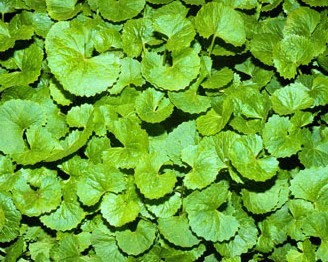 Gotu kola (Centella asiatica L.)