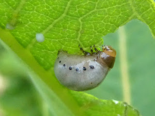 Larve de la Chrysomèle de l'asclépiade - Labidomera clivicollis