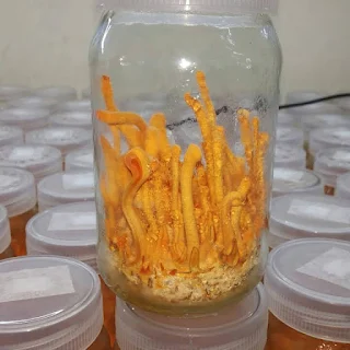 Cordyceps militaris training