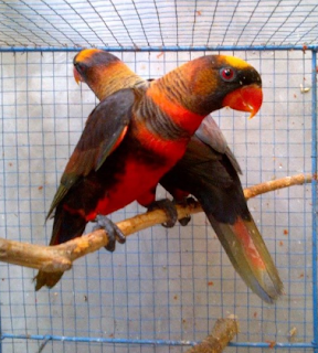 Mengenal jenis-jenis burung nuri dan gambar burung nuri