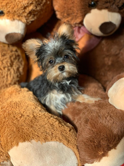 yorkshire terrier