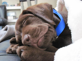cute lab puppy sleeping
