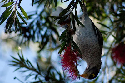 colorful bird, caught whilst playing with shutter speed