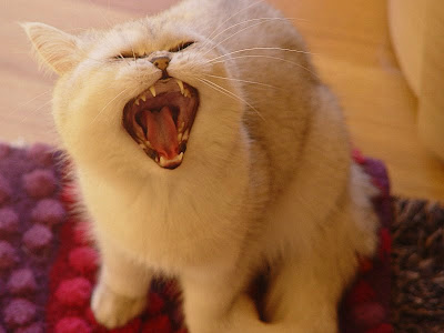 Yawn... by _Xti_ from flickr (CC-NC)