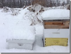 Winterhives