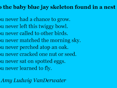 [10000ダウンロード済み√] what do baby blue jay eggs look like 195274