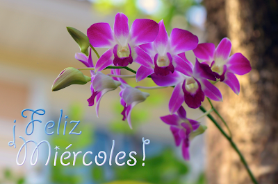 Orquídeas con mensaje de feliz miércoles para compartir