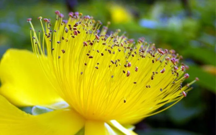 Flor do nascimento coreano, cada flor representa um dia do ano e cada uma tem seu próprio significado segundo a cultura da Coréia