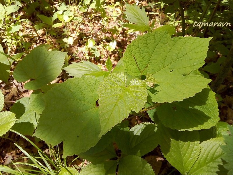 Виноград амурский (Vitis amurensis)