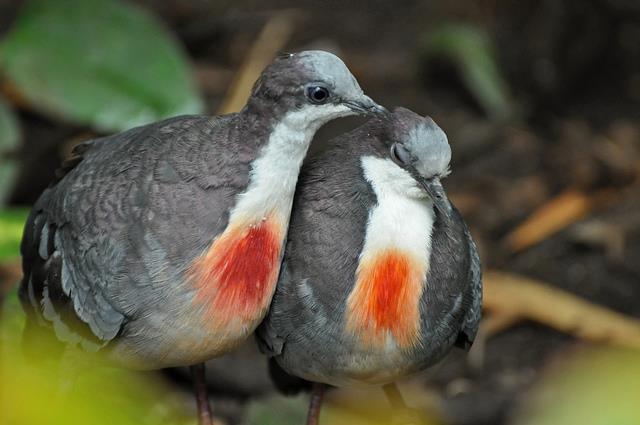 Luzon Bleeding-heart birds, native to Philippines 