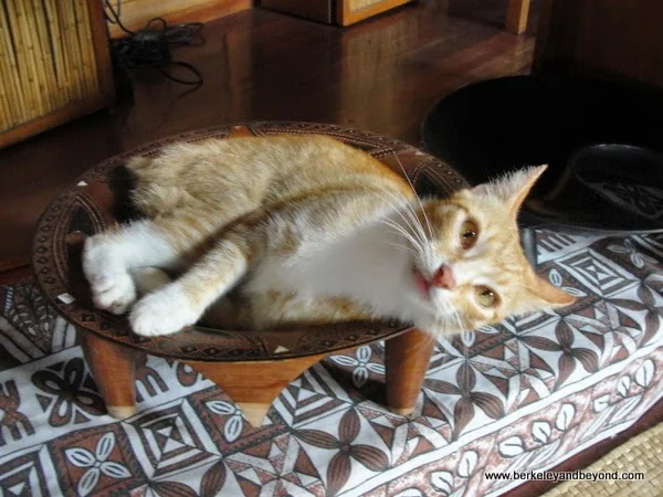 cat Popsicle hangs out in a kava bowl at the Coconut Grove resort on Taveuni Island in Fiji