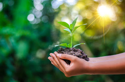 Important Of Living Things