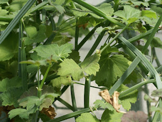 Pélargonium tétragone - Pelargonium tetragonum