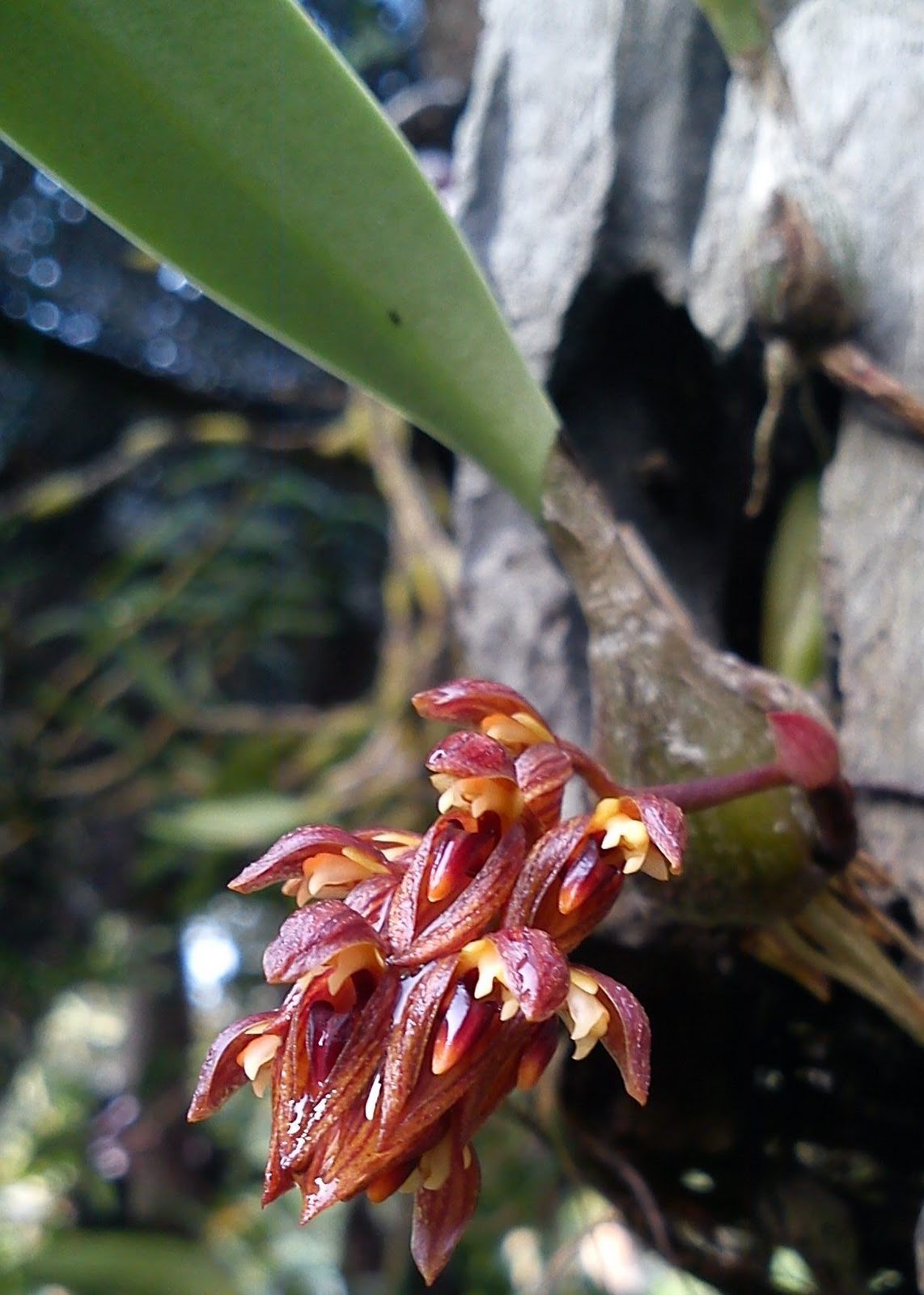 MillFa Wild Orchid: Bulbophyllum careyanum