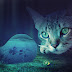 Cat Photoshop Manipulation By Picture Fun