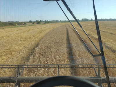View of fields, wheat, farm