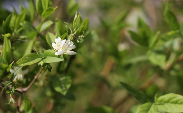 Lonicera Fragrantissima Flowers