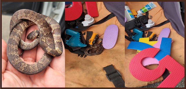 Cobra é encontrada dentro de carrinho de bebê em casa de SC; FOTOS