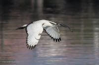 Sacred Ibis Birds In Flight Photography Cape Town with Canon EOS 7D Mark II  Copyright Vernon Chalmers