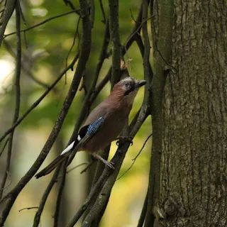 বাংলাদেশের পাখির ছবি