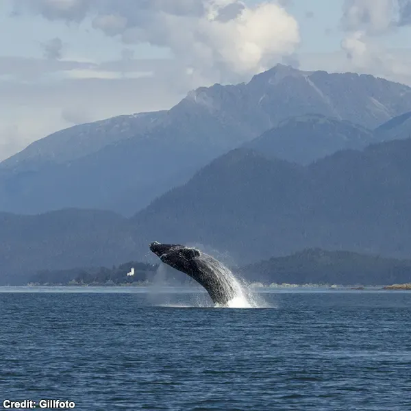 Humpback whales (Megaptera novaeangliae) manufacture bubble-nets as tools to increase prey intake 1