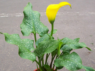 [無料ダウンロード！ √] 海芋花期 115360-海芋花期