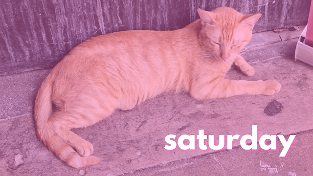 Saturday Cat