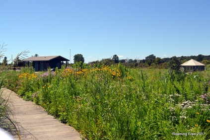 Wildflowers along the boardwalk