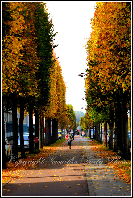 Automne boulevard de la Reine Versailles