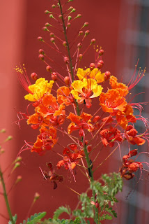 Pride of Barbados