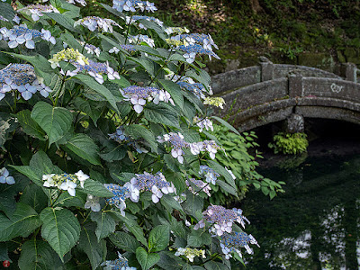 Ajisai (Hydrangea) flowers: Jyochi-ji