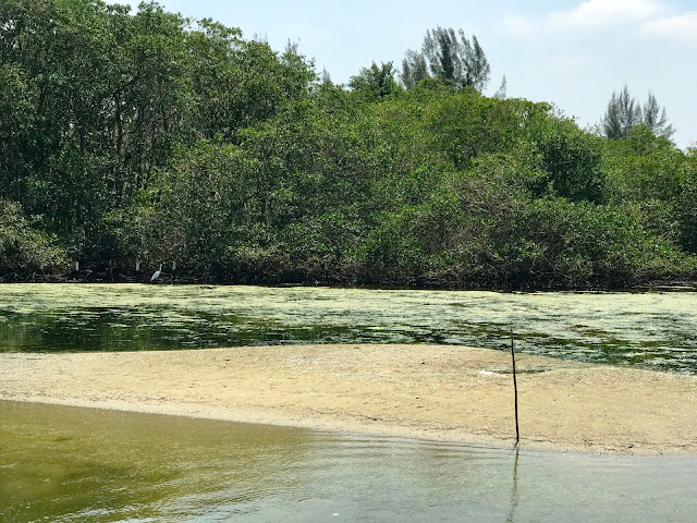 Pantanal Carioca - o paraíso escondido na Barra da Tijuca