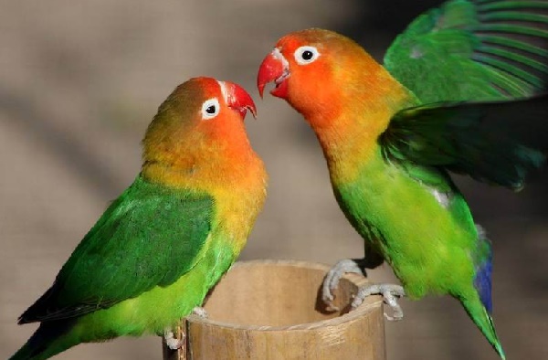 Tips Mengatasi Lovebird Over Birahi dan Ngedrop