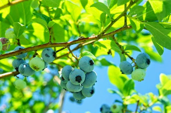 blue berry6.jpg