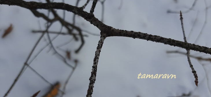 Бересклет малоцветковый (Euonymus pauciflorus)