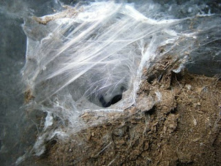 cobalt blue tarantula burrow