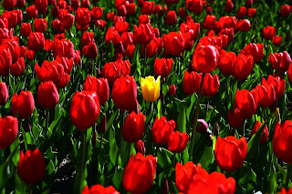 Campo de tulipanes